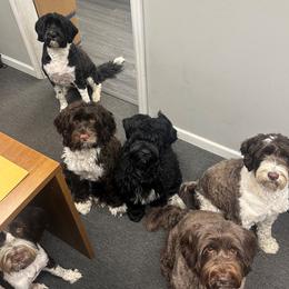 Portuguese Water Dog puppies from Jersey Girls Portuguese Water Dogs