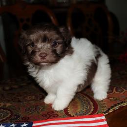 Sequoia - Chocolate female Havanese puppy in Hamptonville, North Carolina from Alabama Havanese Kennel Tidewater Kennel