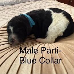 Cider - Parti male Poodle puppy in Pueblo West, Colorado from Little Paws Poodles