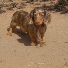Smokey - Dapple male Dachshund puppy in Mesa, Arizona from Dach Army formerly 8 Dach Army
