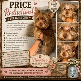 Tyler - Chocolate and tan male Yorkshire Terrier puppy in Cleveland, Tennessee from Moody’s Morkies and More