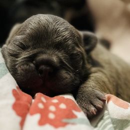 French Bulldog Puppies from French OG Los Ángeles