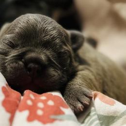 French Bulldog Puppies from French OG Los Ángeles