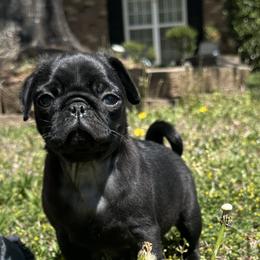 Teddy - Black male Pug puppy in Indian Trail, North Carolina from Love Pugs