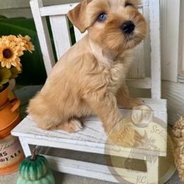 Miniature Schnauzer Puppies from Crown Schnauzers KC