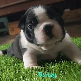 Bailey - Black and white male Boston Terrier puppy in Lexington, Indiana from NanzBostz