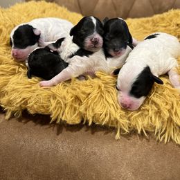 Poodle Puppies from Fluffy Friends Poodles