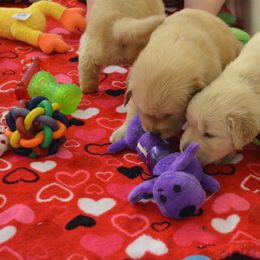 Golden Retriever Puppies from SUN-GOLDEN KENNELS