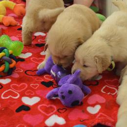 Golden Retriever Puppies from SUN-GOLDEN KENNELS