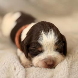 Pink girl - Tri-Roan female English Springer Spaniel puppy in Cleburne, Texas from Powers English Springer Spaniels