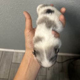 Pomeranian Puppies from Vargas Boyz Kennel