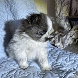 Blu - Blue merle male Pomeranian puppy in Bells, Texas from Lollipoppoms