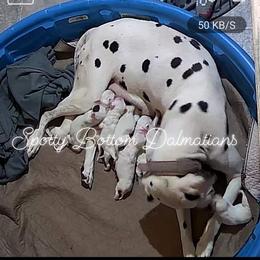 Dalmatian Puppies from Spotty Bottom Dalmatians