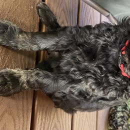 Boy 4 “Remy” - Goldendoodle puppy in Heber City, Utah from Sammy’s Doodles