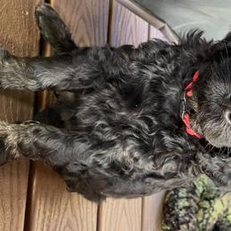 Boy 4 “Remy” - Goldendoodle puppy in Heber City, Utah from Sammy’s Doodles
