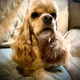 Willow - Cocker Spaniel