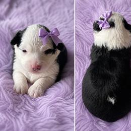 Lilly - Black and white female Aussiedoodle puppy in Louisville, Mississippi from Kristy’s Kennels