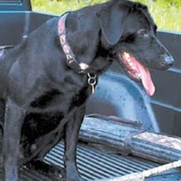 Labrador Retrievers from Thundernbuck Labs