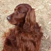 Irish Setters from Candia Woods Irish Setters