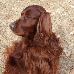 Irish Setters from Candia Woods Irish Setters