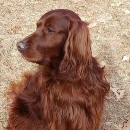 Irish Setters from Candia Woods Irish Setters