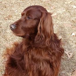 Irish Setters from Candia Woods Irish Setters