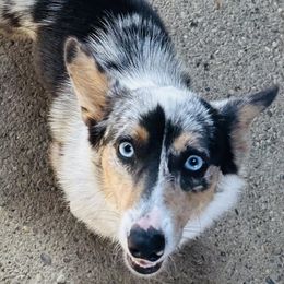 Tallie - American Corgi