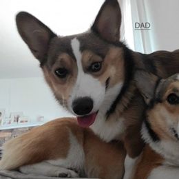Pembroke Welsh Corgis from HB Corgi Ranch