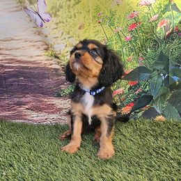 Boy 1 - Black and tan male Cavalier King Charles Spaniel puppy in Ruskin, Florida from Roger Jones