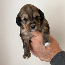 Pack - Tri-color female Bernedoodle puppy in Raleigh, North Carolina from Crabtree Doodles