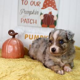 Bowzer - Blue merle male Miniature Australian Shepherd puppy in Buchanan, Georgia from Stanleyville Farm Mini Aussies