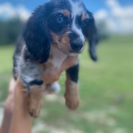 Evan - Dapple male Dachshund puppy in Live Oak, Florida from Suwannee River Doxies