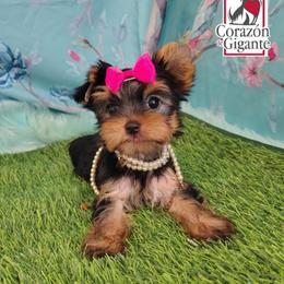 Eloise Bridgerton - Black and tan female Yorkshire Terrier puppy in California from Corazon de gigante