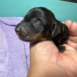 Jerry - Black and tan male Dachshund puppy in Alice, Texas from Crimson’s longhair Dachshunds