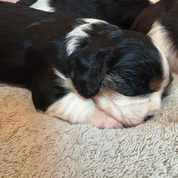 Blue - Tri-color female Cavalier King Charles Spaniel puppy in Mount Dora, Florida from Carroll’s Cavaliers