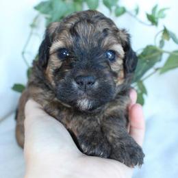 Gary - Brindle male Shihpoo puppy in Mifflintown, Pennsylvania from Curls & Paws Canines