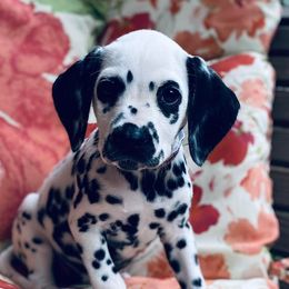 Dalmatians and Miniature Schnauzers from Bayou Schnauz and Dals