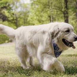 Zane - Golden Retriever