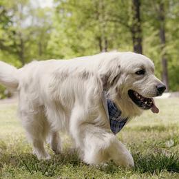 Zane - Golden Retriever