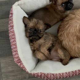 Brussels Griffon Puppies from Butler Brussels Griffon