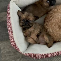 Brussels Griffon Puppies from Butler Brussels Griffon
