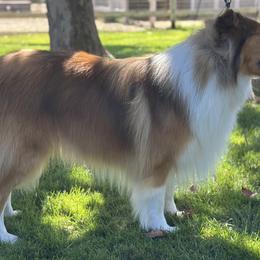 Scottish Collies from Sweet Selkie Scottish Rough Collies
