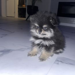 Girl 1 - Black and tan Pomeranian puppy in Yakima, Washington from Ruby’s Pomeranians
