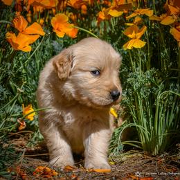 Girl 3 - male Golden Retriever puppy in Palmdale, California from AmazingK9s