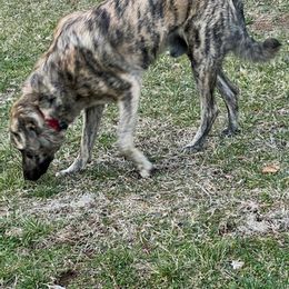 Anatolian Shepherd Dog All Grown Up from Carla Strom's Anatolian Shepherd Dogs