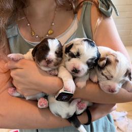 Miniature Australian Shepherd puppies from Southern Oak Pups