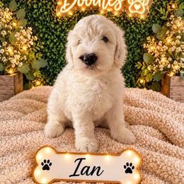 Ian - White male Sheepadoodle puppy in Moreno Valley, California from Rainbow SoCal Doodles
