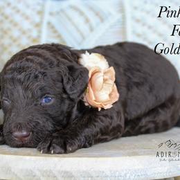 Pink collar - Chocolate female Goldendoodle puppy in Plattsburgh, New York from Adirondack Poodles Goldendoodles,Bernedoodles & Schnoodles
