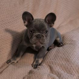 French Bulldog Puppies from Sonoma Fabulous Frenchies
