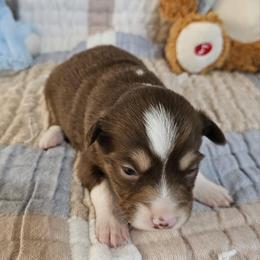 Miniature Australian Shepherd Puppies from Wee Aussies